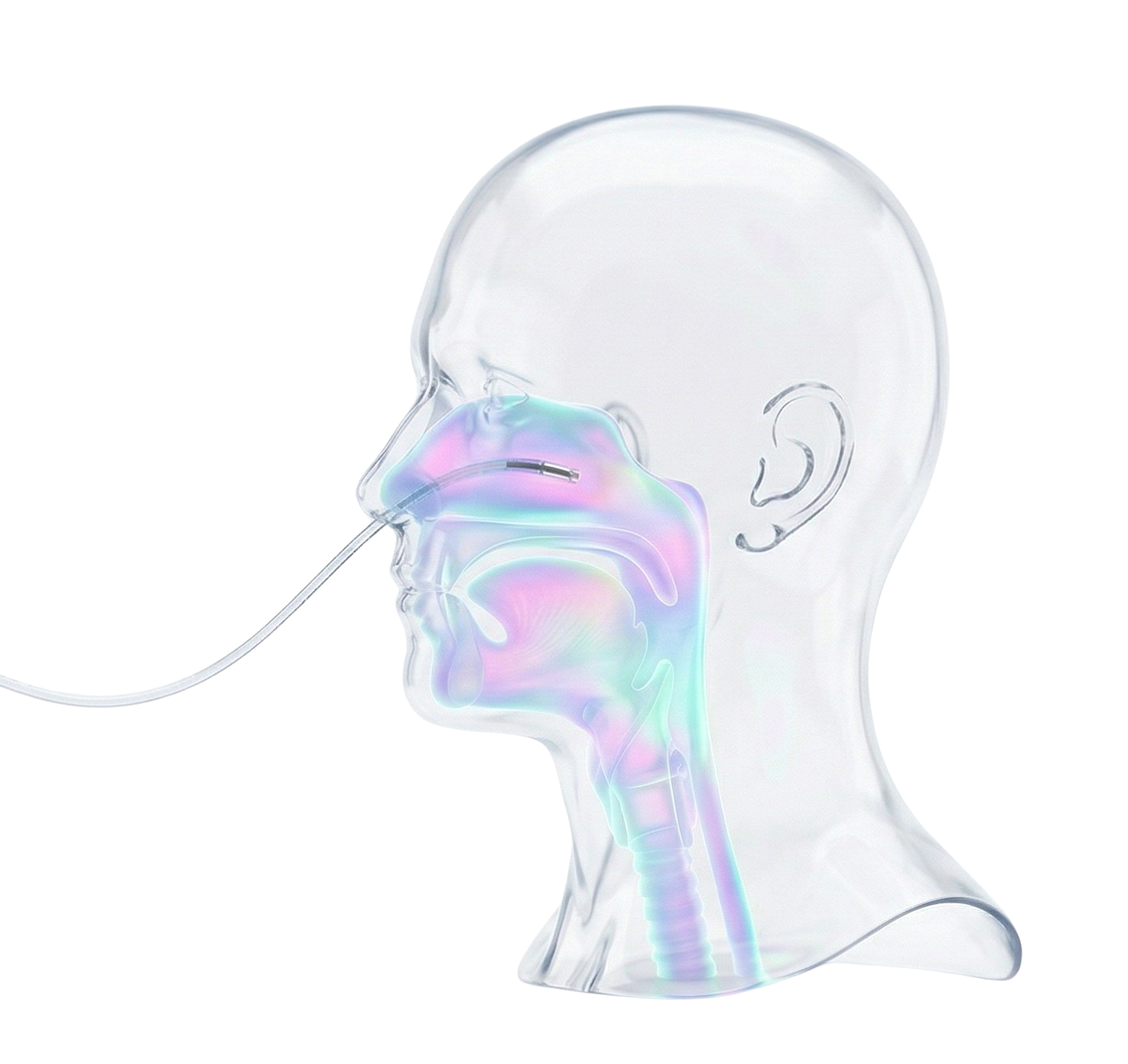 Clinical ENT and Upper Airway Anatomy with Glowing Endoscopic Details